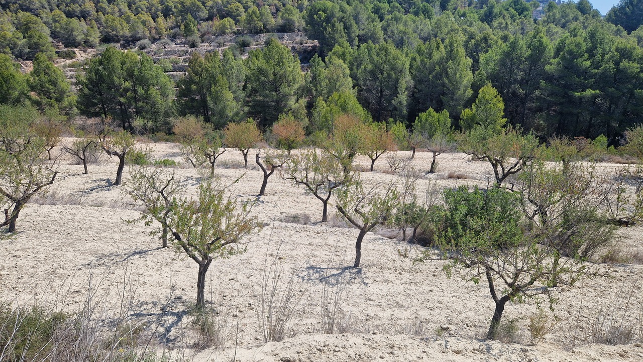 2117: Land  in Benissa