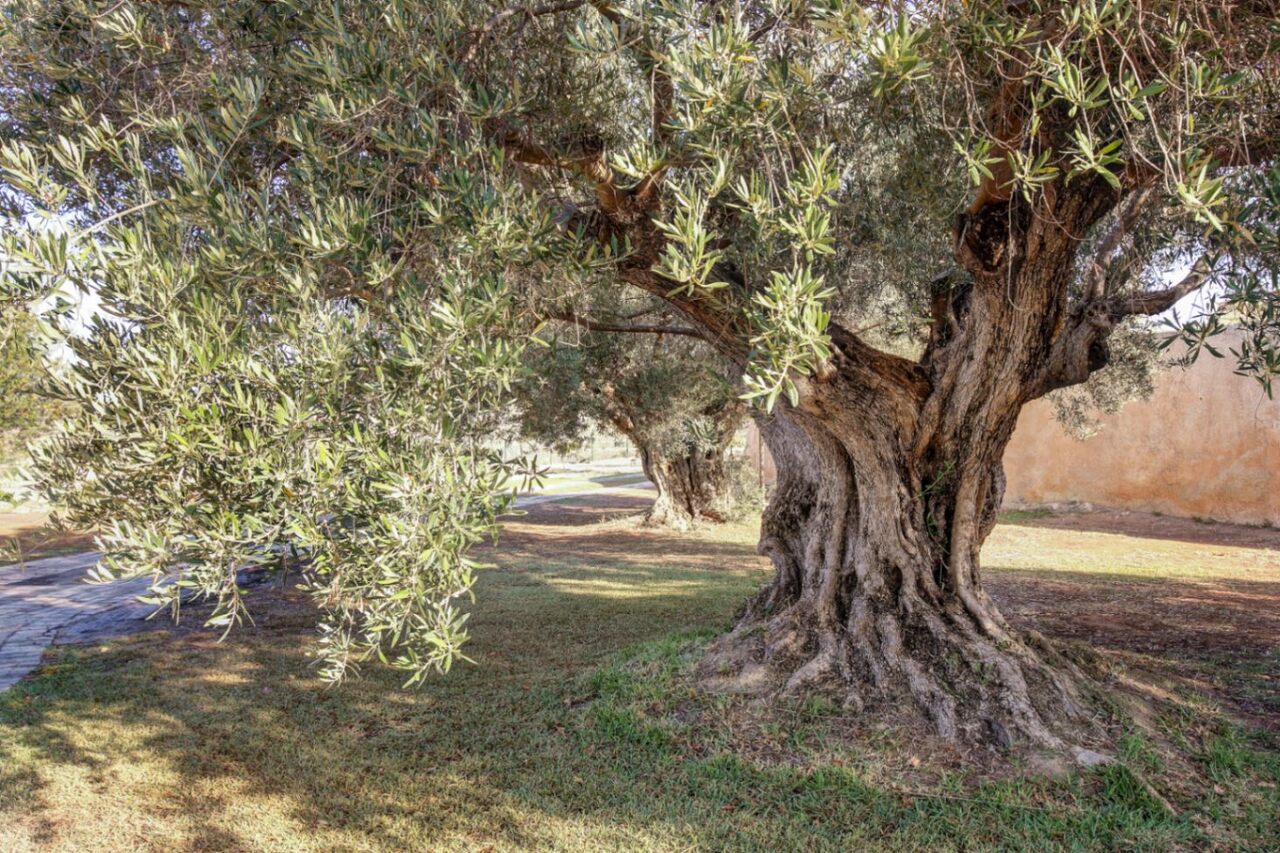 2312: Country House  in Moraira