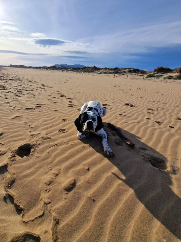 Sunny the dog on the beach