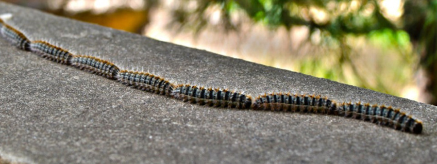 The Pine Processionary Caterpillar- Caution for pet owners!Spain News | The Pine Processionary Caterpillar- Caution for pet owners!