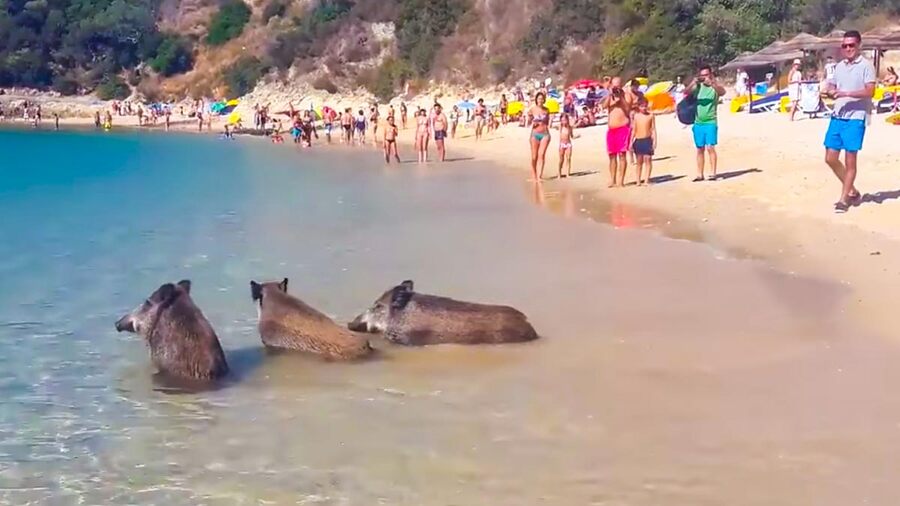 The Jabalí (Wild Boar) in the Marina Alta- Living in harmony with nature!Spain News | The Jabalí (Wild Boar) in the Marina Alta- Living in harmony with nature!
