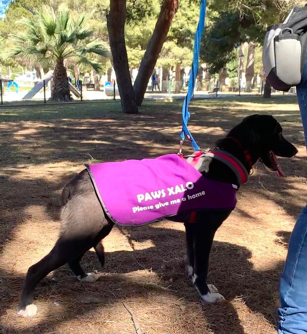 Thinking about getting a dog? PAWS for thought...Local News | Thinking about getting a dog? PAWS for thought...