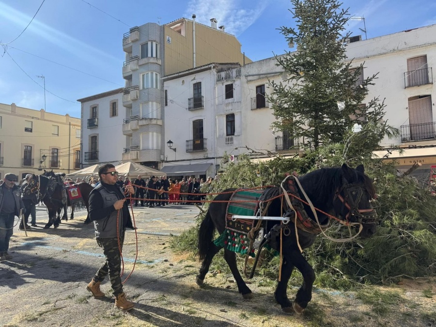 Fiesta of Sant Antoni, Benissa- Culture, tradition and a fireproof Christmas tree!Local News | Fiesta of Sant Antoni, Benissa- Culture, tradition and a fireproof Christmas tree!