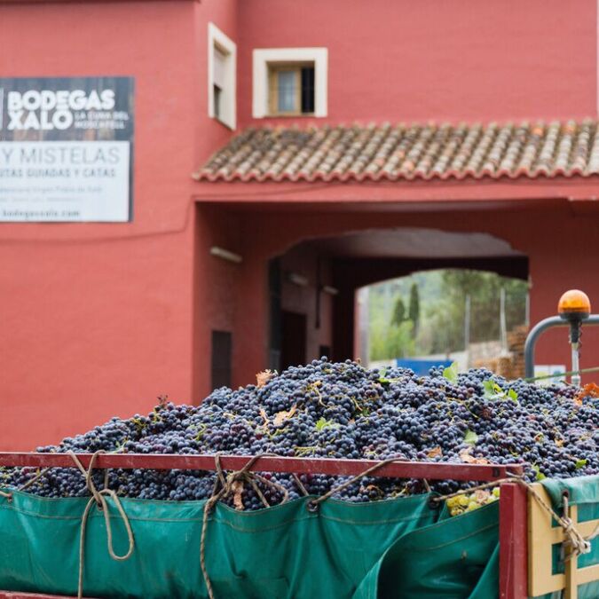 The Wine Harvest in the Beautiful Jalon Valley.Local News | The Wine Harvest in the Beautiful Jalon Valley.