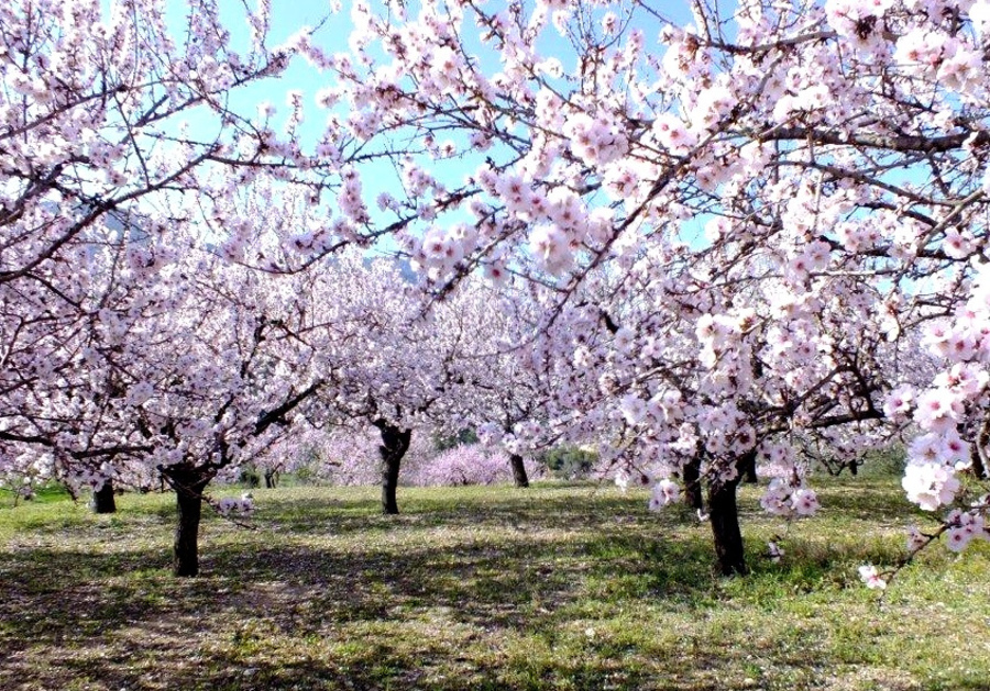 Best place to see the Almond BlossomLocal News | Best place to see the Almond Blossom